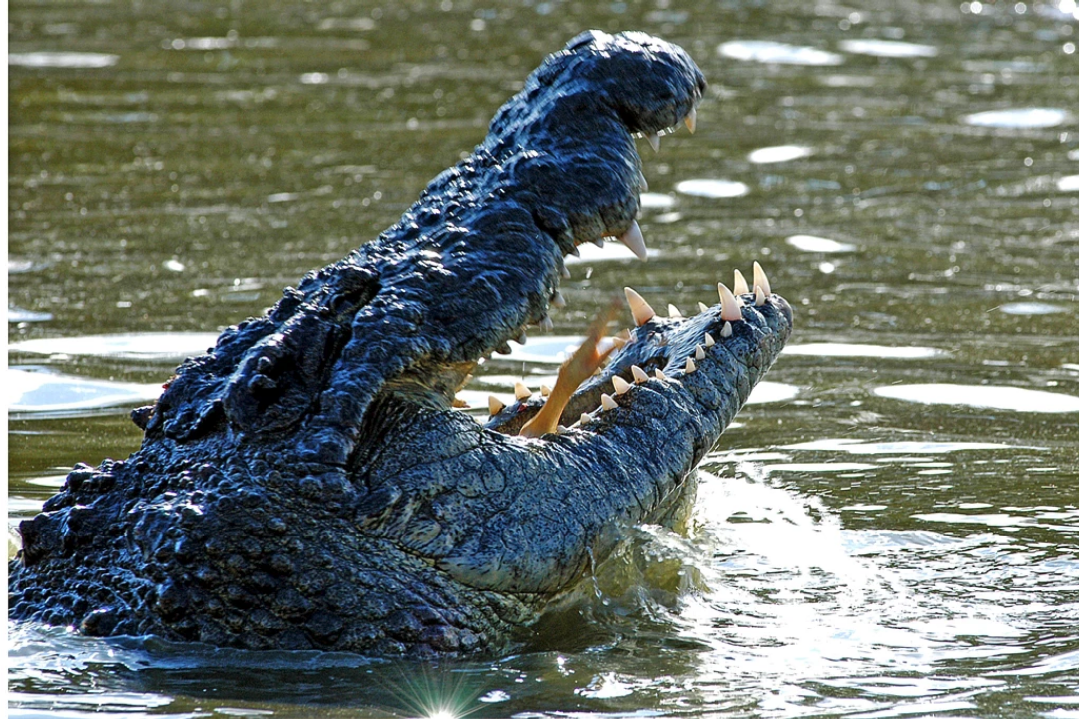 Thaba Kwena Crocodile Farm